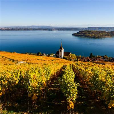 威尼斯软件·下载